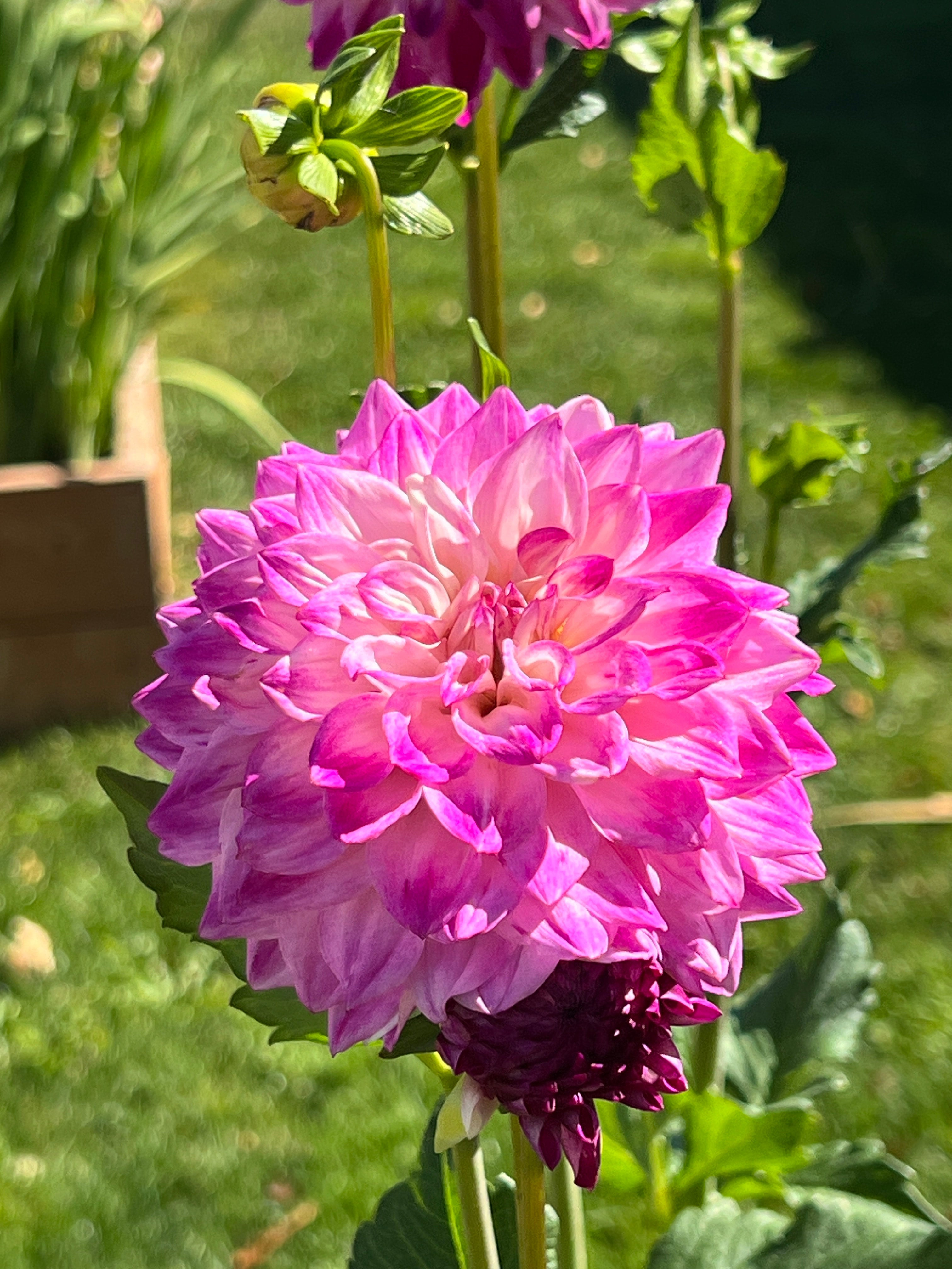 Hollyhill Double Take | River Knoll Farm