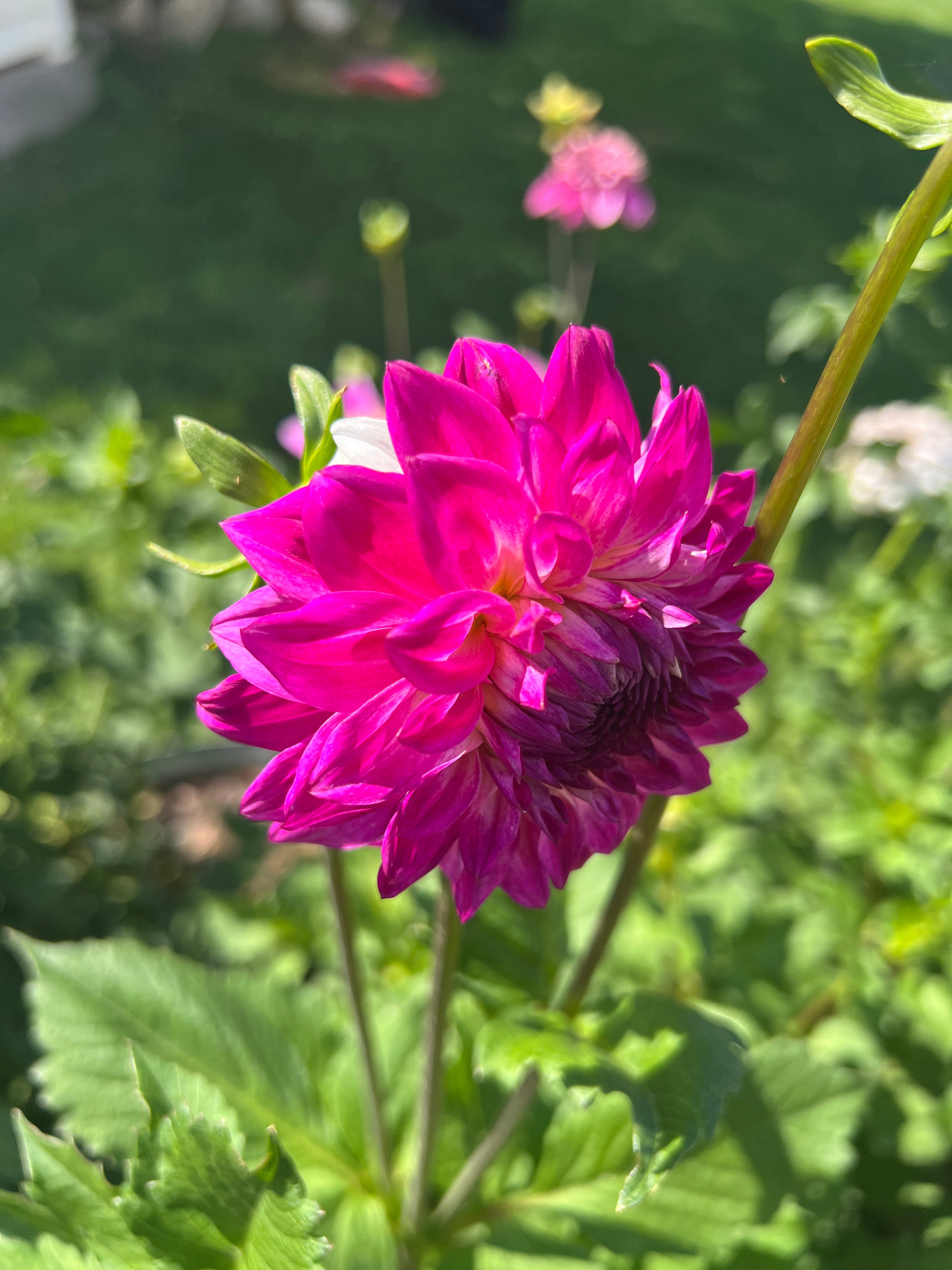 Hollyhill Double Take | River Knoll Farm